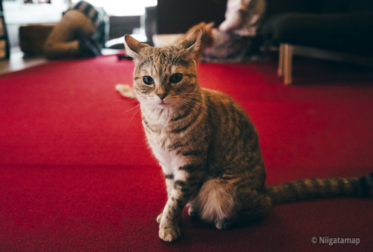猫カフェ 猫鳴館 レトロ喫茶のような雰囲気の良いお店 新潟おでかけマップ 猫カフェ 猫鳴館 レトロ喫茶のような雰囲気の良いお店 新潟おでかけマップ