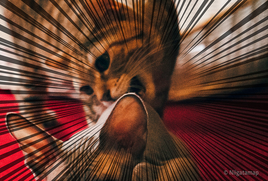 猫が噛まれる瞬間の写真