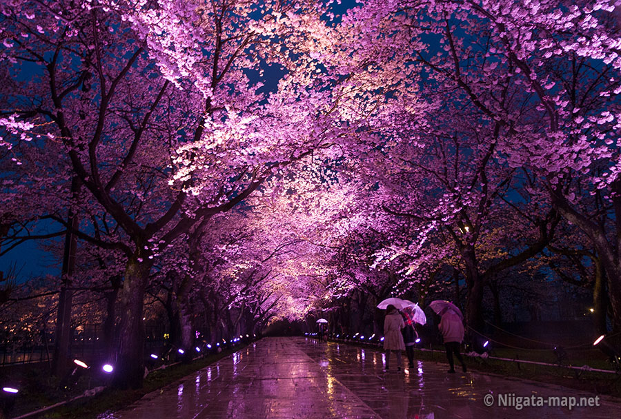 高田公園の桜ロード
